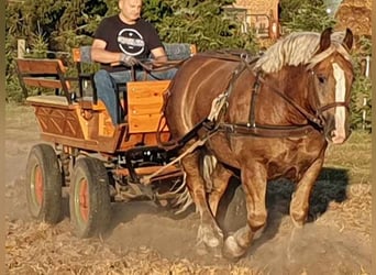 Polacco da Tiro, Castrone, 4 Anni, Sauro