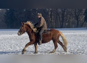 Polacco da Tiro, Castrone, 5 Anni, 155 cm, Sauro