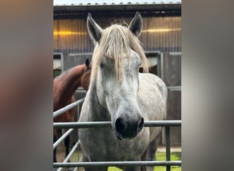 Polacco da Tiro, Castrone, 5 Anni, 170 cm, Grigio pezzato