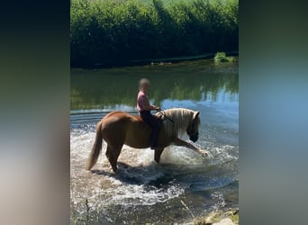 Polacco da Tiro, Castrone, 6 Anni, 155 cm, Sauro