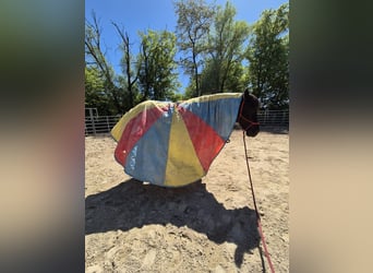 Polacco da Tiro, Castrone, 6 Anni, 159 cm, Morello