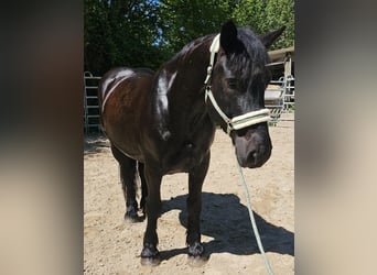 Polacco da Tiro, Castrone, 6 Anni, 159 cm, Morello