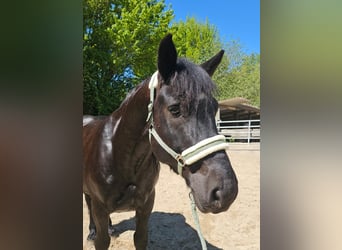 Polacco da Tiro, Castrone, 6 Anni, 159 cm, Morello