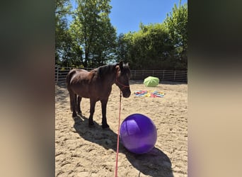 Polacco da Tiro, Castrone, 6 Anni, 159 cm, Morello
