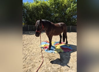 Polacco da Tiro, Castrone, 6 Anni, 159 cm, Morello