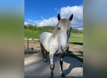 Polacco da Tiro, Castrone, 6 Anni, 172 cm, Grigio