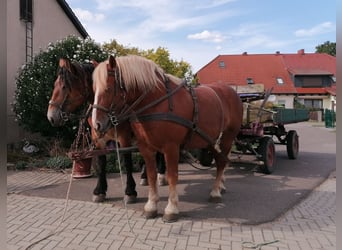 Polacco da Tiro, Castrone, 7 Anni, 161 cm