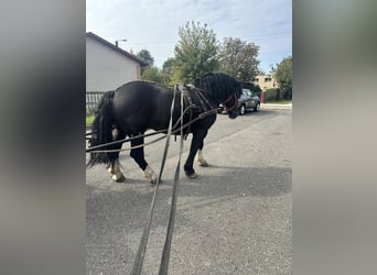 Polacco da Tiro, Castrone, 7 Anni, 162 cm, Morello