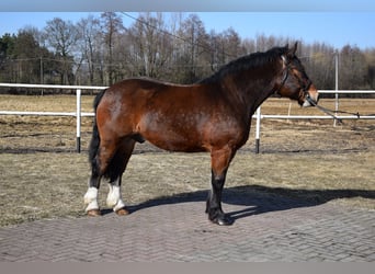 Polacco da Tiro, Castrone, 7 Anni, 166 cm, Baio