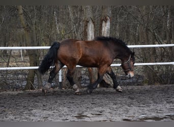 Polacco da Tiro, Castrone, 7 Anni, 166 cm, Baio