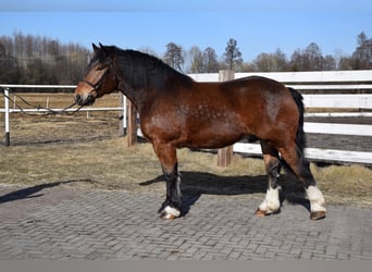 Polacco da Tiro, Castrone, 7 Anni, 166 cm, Baio