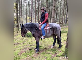 Polacco da Tiro Mix, Castrone, 7 Anni, 168 cm, Baio roano