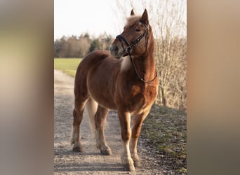 Polacco da Tiro Mix, Castrone, 8 Anni, 155 cm, Sauro