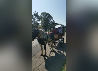 Polacco da Tiro, Castrone, 9 Anni, 162 cm, Pezzato