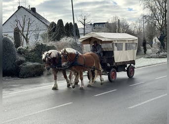 Polacco da Tiro, Castrone, 9 Anni, 162 cm, Sauro