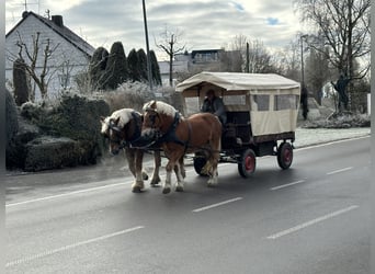 Polacco da Tiro, Castrone, 9 Anni, 162 cm, Sauro