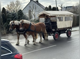 Polacco da Tiro, Castrone, 9 Anni, 162 cm, Sauro