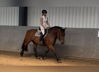 Polacco da Tiro, Giumenta, 10 Anni, 155 cm, Baio