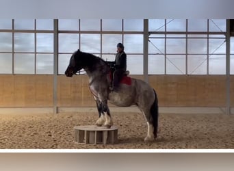 Polacco da Tiro, Giumenta, 10 Anni, 169 cm, Grigio rossastro