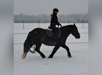 Polacco da Tiro, Giumenta, 11 Anni, 156 cm, Sauro scuro