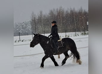 Polacco da Tiro, Giumenta, 11 Anni, 156 cm, Sauro scuro
