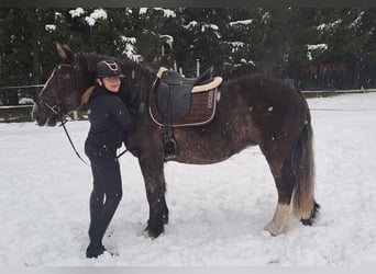 Polacco da Tiro, Giumenta, 11 Anni, 156 cm, Sauro scuro