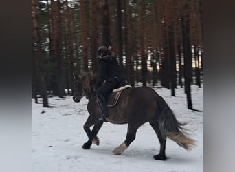 Polacco da Tiro, Giumenta, 11 Anni, 156 cm, Sauro scuro
