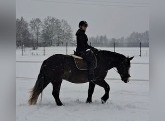 Polacco da Tiro, Giumenta, 11 Anni, 156 cm, Sauro scuro