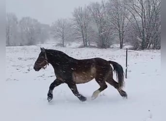 Polacco da Tiro, Giumenta, 11 Anni, 156 cm, Sauro scuro