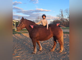 Polacco da Tiro, Giumenta, 11 Anni, 162 cm, Sauro scuro