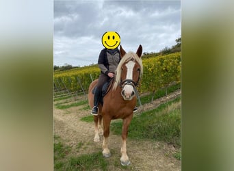 Polacco da Tiro, Giumenta, 13 Anni, 165 cm, Sauro