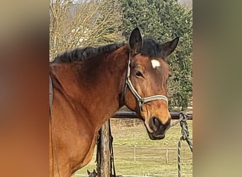 Polacco da Tiro, Giumenta, 17 Anni, 160 cm, Baio