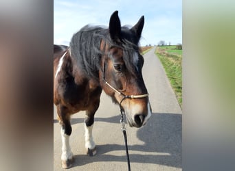 Polacco da Tiro, Giumenta, 20 Anni, 153 cm, Pezzato