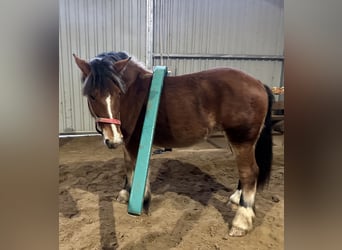 Polacco da Tiro, Giumenta, 2 Anni, Baio