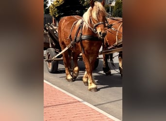 Polacco da Tiro, Giumenta, 2 Anni, Sauro