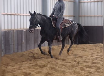 Polacco da Tiro, Giumenta, 3 Anni, 156 cm, Baio