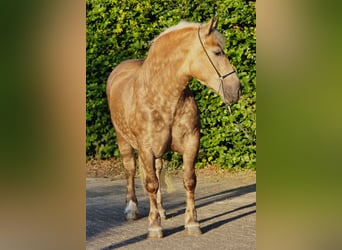Polacco da Tiro, Giumenta, 3 Anni, 160 cm, Champagne