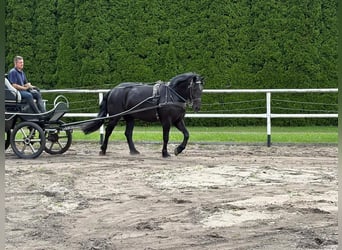 Polacco da Tiro, Giumenta, 3 Anni, 162 cm, Morello