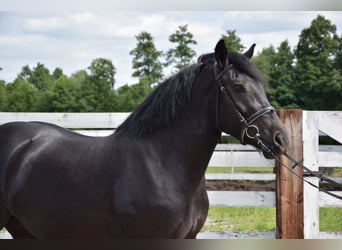 Polacco da Tiro, Giumenta, 3 Anni, 162 cm, Morello