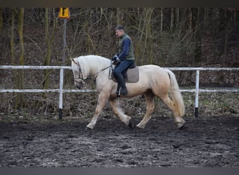 Polacco da Tiro Mix, Giumenta, 3 Anni, 162 cm, Palomino