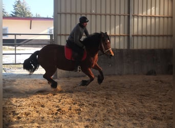 Polacco da Tiro, Giumenta, 4 Anni, 157 cm, Baio