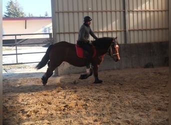 Polacco da Tiro, Giumenta, 4 Anni, 157 cm, Baio