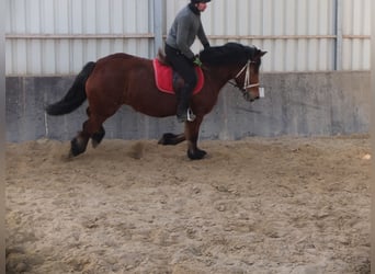 Polacco da Tiro, Giumenta, 4 Anni, 157 cm, Baio