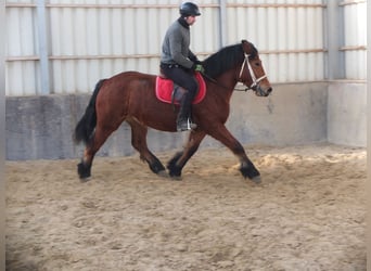 Polacco da Tiro, Giumenta, 4 Anni, 157 cm, Baio