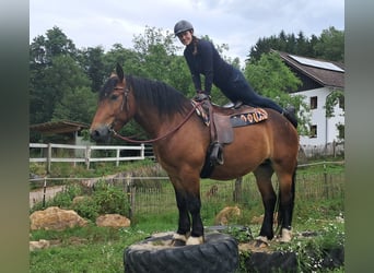Polacco da Tiro, Giumenta, 4 Anni, 158 cm, Baio