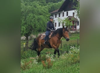 Polacco da Tiro, Giumenta, 4 Anni, 158 cm, Baio
