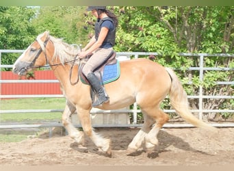 Polacco da Tiro, Giumenta, 4 Anni, 158 cm, Palomino