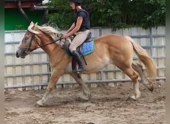 Polacco da Tiro, Giumenta, 4 Anni, 158 cm, Palomino