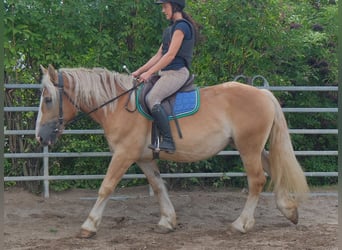 Polacco da Tiro, Giumenta, 4 Anni, 158 cm, Palomino