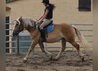 Polacco da Tiro, Giumenta, 4 Anni, 158 cm, Palomino